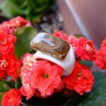 Anillo 3Anillo 3